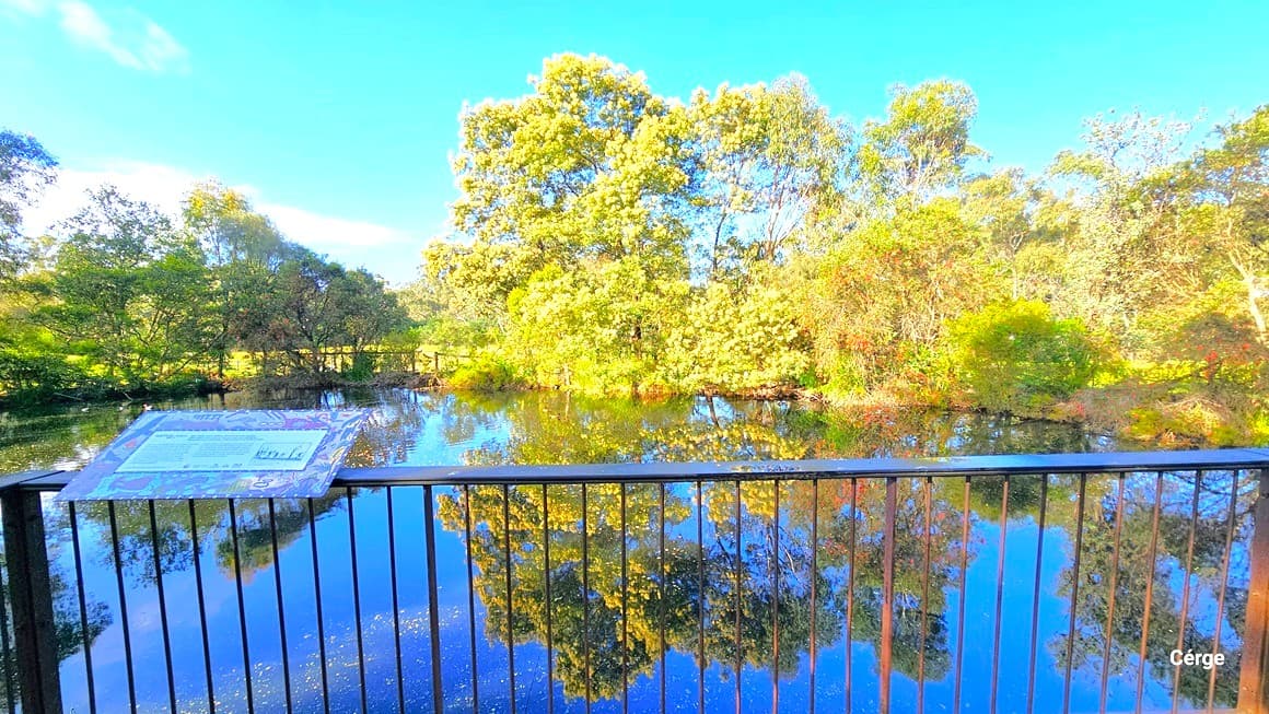 A view of the lake. A metal fence secures the area, and a laminated poster is placed on the left corner and affixed to the metal railing. Various trees and shrubs surround the lake, and their reflections are visible on the water.