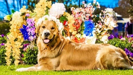 A golden retriever is lying on a grassy lawn. Behind the dog, there is a vibrant display of various flowers, including yellow, purple, pink, and blue blooms. The background is filled with greenery and more flowers, creating a colourful and lush garden setting. The dog is looking towards the camera with its mouth slightly open.