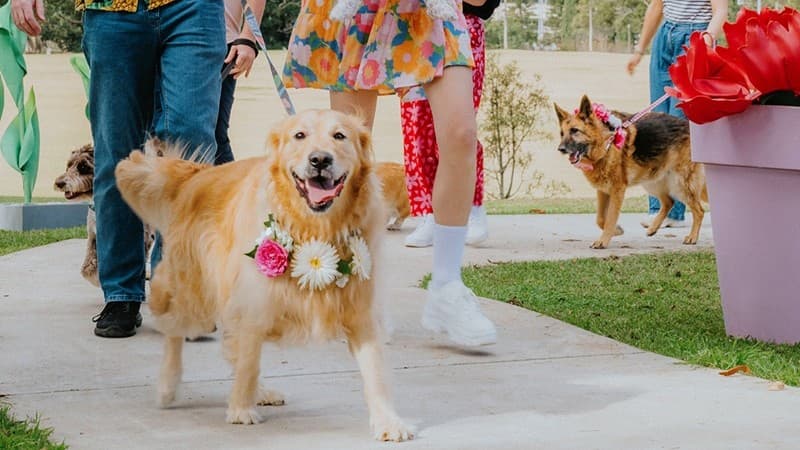 A golden retriever wearing a floral necklace walks on a paved path, surrounded by people in colourful clothing. To the right, a German shepherd also adorned with flowers is visible. The background features a beige wall and some greenery. On the right, a large red flower in a pot is partially visible. The ground is a mix of pavement and grass.