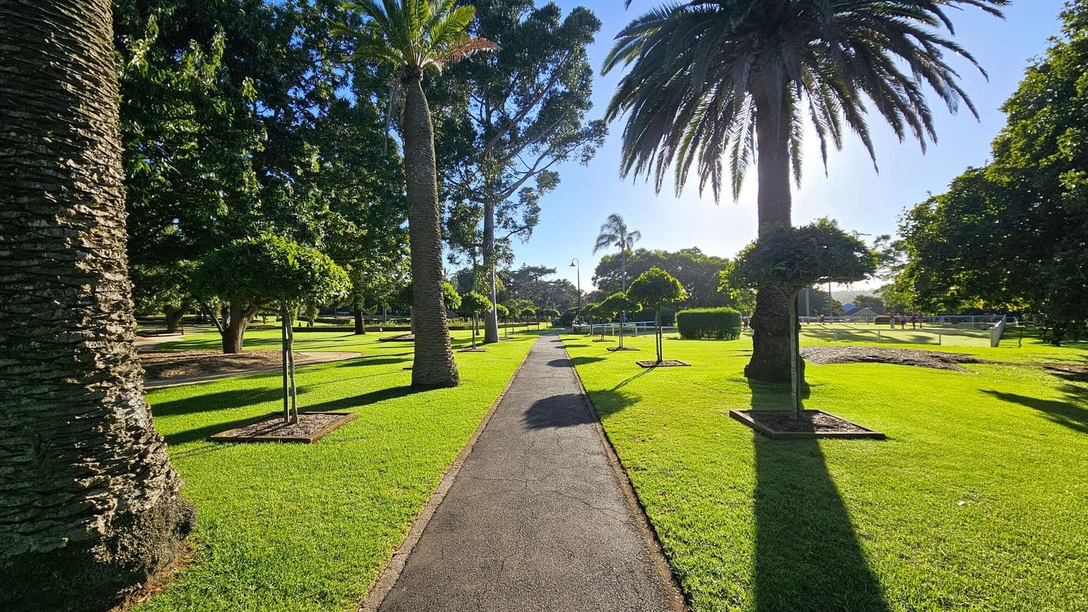 A paved path runs through a park with neatly trimmed grass on either side. Tall palm trees line the path, casting long shadows on the ground. Smaller, manicured trees are planted in square plots along the path. In the background, more trees and a few people can be seen near a fence. The scene is brightly lit by sunlight, creating a serene and orderly atmosphere.