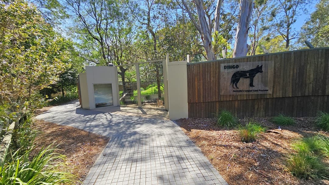Pathways leading to the Dingo and Crocodile exhibits. Large signs with the Dingo and Crocodile’s features and names are displayed on top of the right pathway. On a wooden barrier in the middle, a figure of a dingo in a black hue is apparent. Two individuals are noticeable on the right pathway near the black steel railings with fences. A white sign that displays information about Dingo is situated on the left side above a fence with glass in the middle.