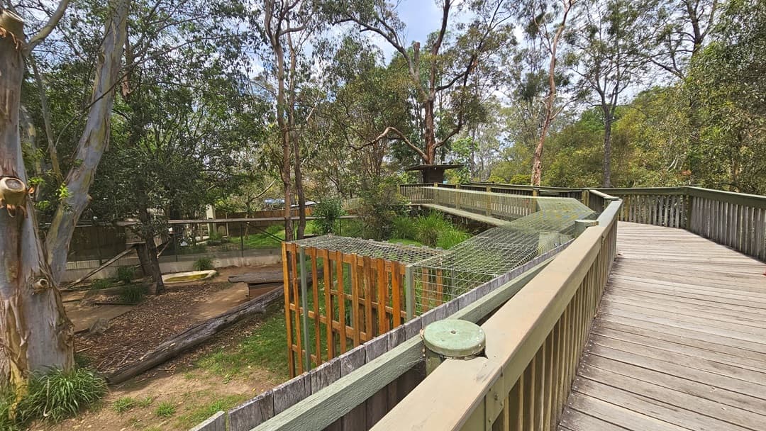 An elevated wooden walkway. An enclosure is situated on the left, with a massive tree visible in the middle. Adjacent to the walkway, a wooden cage with fences on its top is prominent beside the lengthy steel cage. Trees are towering throughout the area.