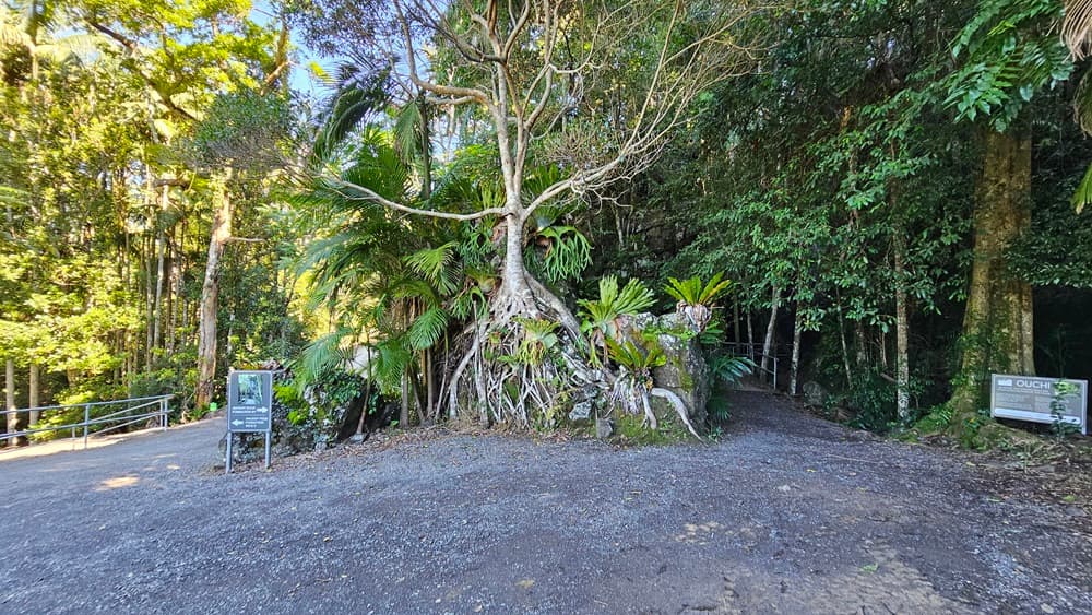 On the left, there is a gravel path with a metal railing leading into a forested area with tall trees and dense foliage. In the middle, there is a large tree with exposed roots and ferns growing around its base, surrounded by various plants. On the right, there is another gravel path with a signboard and more dense vegetation. The floor is covered in gravel, and the ceiling is formed by the canopy of trees overhead.