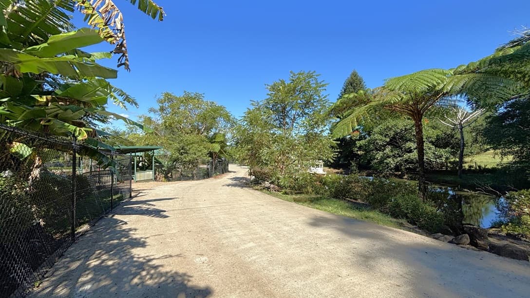 On the left, there is a black chain-link fence with banana trees and a green-roofed structure partially visible behind the fence. In the middle, there is a wide dirt path that extends into the distance, flanked by trees and bushes. On the right, there are tall ferns and a small pond with reflections of the surrounding greenery. The background includes more trees and dense foliage.