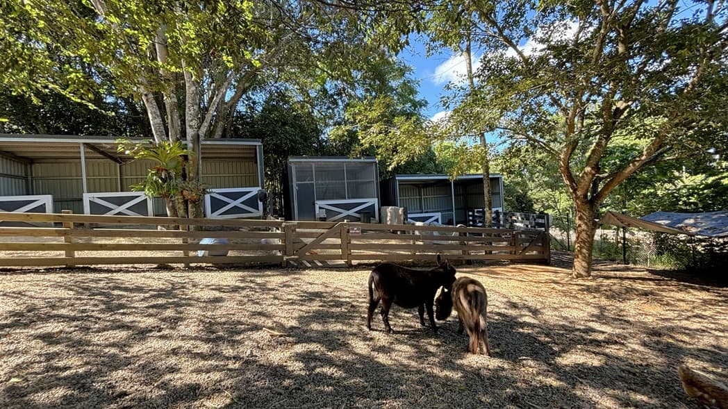 On the left, there are several horse stalls with white crossbuck doors and a wooden fence in front. In the middle, two small horses stand on a dirt and grass-covered ground, facing each other. On the right, there are more trees with dense foliage and a small structure partially visible behind the trees. The background includes additional trees and greenery. The floor is a mix of dirt and grass, and the ceiling is formed by the tree canopy.
