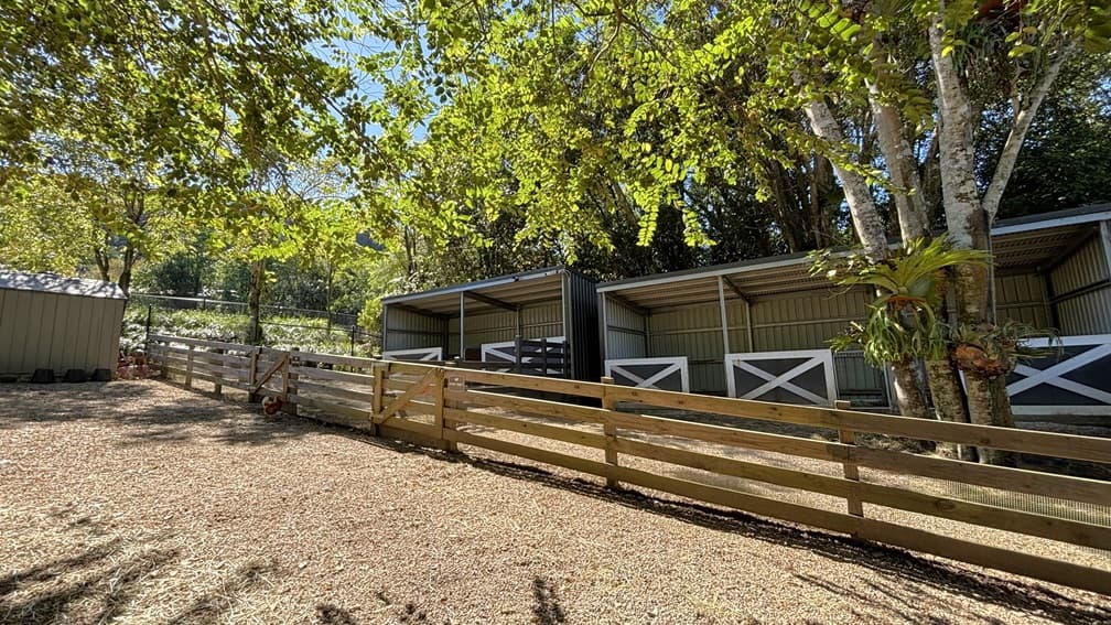 On the left, there is a small shed with a corrugated metal roof and walls, partially shaded by trees. In the middle, there are three horse stalls with white crossbuck doors and a wooden fence in front. On the right, there are tall trees with thick trunks and leafy branches, some of which extend over the stalls. The background includes more trees and greenery.