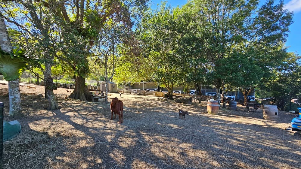 On the left, there is a large tree with a thick trunk and sprawling branches, casting shadows on the ground. In the middle, a brown horse and a smaller dark animal stand on a dirt and gravel surface. On the right, there are several wooden benches and tables, with white crossbuck fencing behind them. The background includes more trees with dense foliage. The floor is a mix of dirt and gravel, and there is no visible ceiling.