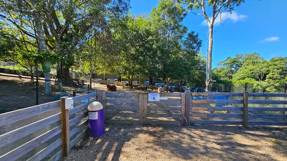 On the left, there is a large tree with a thick trunk and a wooden fence running alongside it. In the middle, there is a brown horse standing on a dirt and gravel surface, with more wooden fencing and trees in the background. On the right, there is a tall tree with a white trunk and additional wooden fencing.