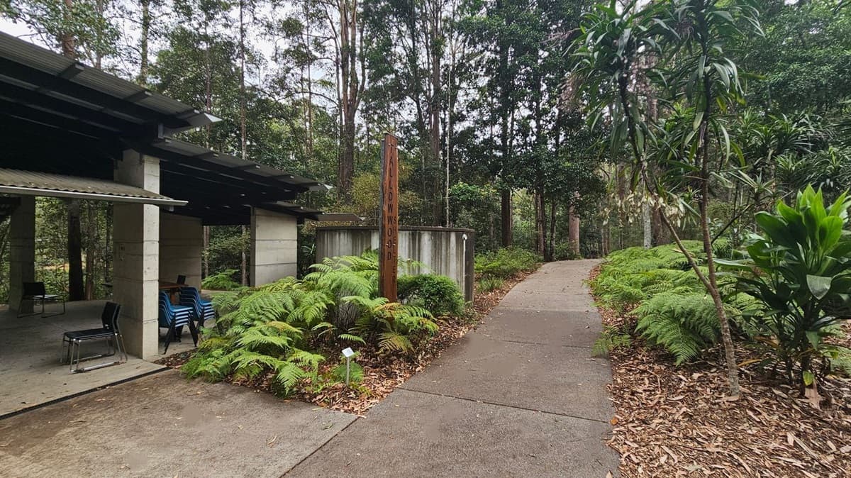 A concrete path leads through a lush forested area. On the left, there's a structure with a corrugated metal roof and open sides, containing stacked blue chairs and a few black chairs. Ferns and other greenery surround the area. A wooden sign with the word "TALLOWWOOD" is visible near the centre. On the right, dense foliage and trees line the path, with a variety of plants including ferns and tall trees. Fallen leaves are scattered on the ground.