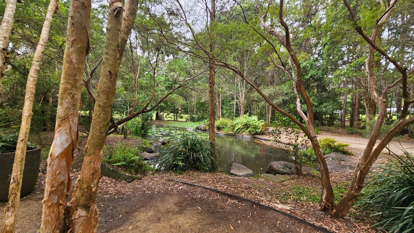 Tall trees with peeling bark are in the foreground on the left and right. In the middle, a small pond is surrounded by lush greenery, including ferns and grasses. The pond has lily pads floating on its surface. A gravel path runs alongside the pond on the right, leading into the dense forest in the background. The ground is covered with fallen leaves and the area is shaded by the tree canopy.