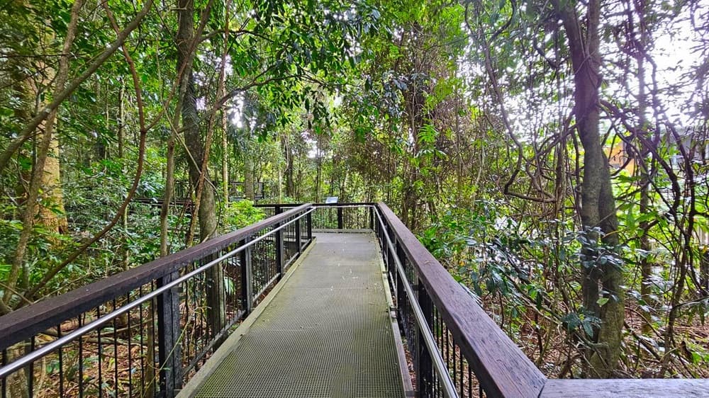 A metal walkway with black railings extends through a dense forest. On both sides, tall trees and thick green foliage surround the path. Vines and branches intertwine, creating a lush canopy overhead. The ground beneath the walkway is not visible, hidden by the undergrowth. The walkway appears slightly damp, suggesting a humid environment.