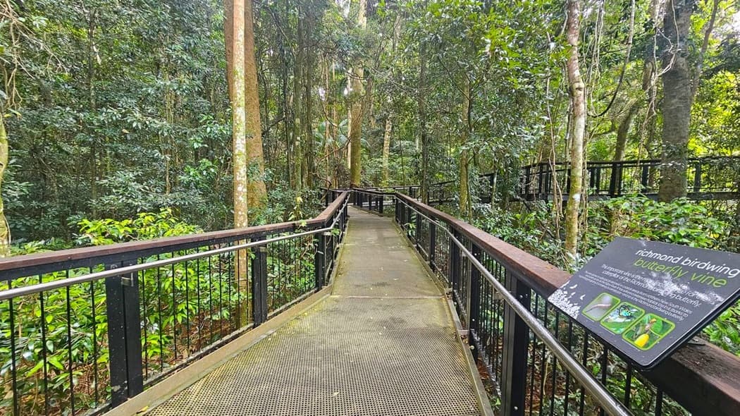 A metal walkway with railings extends through a dense forest. On the right, a sign provides information about the Richmond birdwing butterfly vine, featuring images and text. The forest is lush with tall trees and abundant green foliage. The walkway is slightly elevated, allowing for a clear view of the surrounding vegetation.