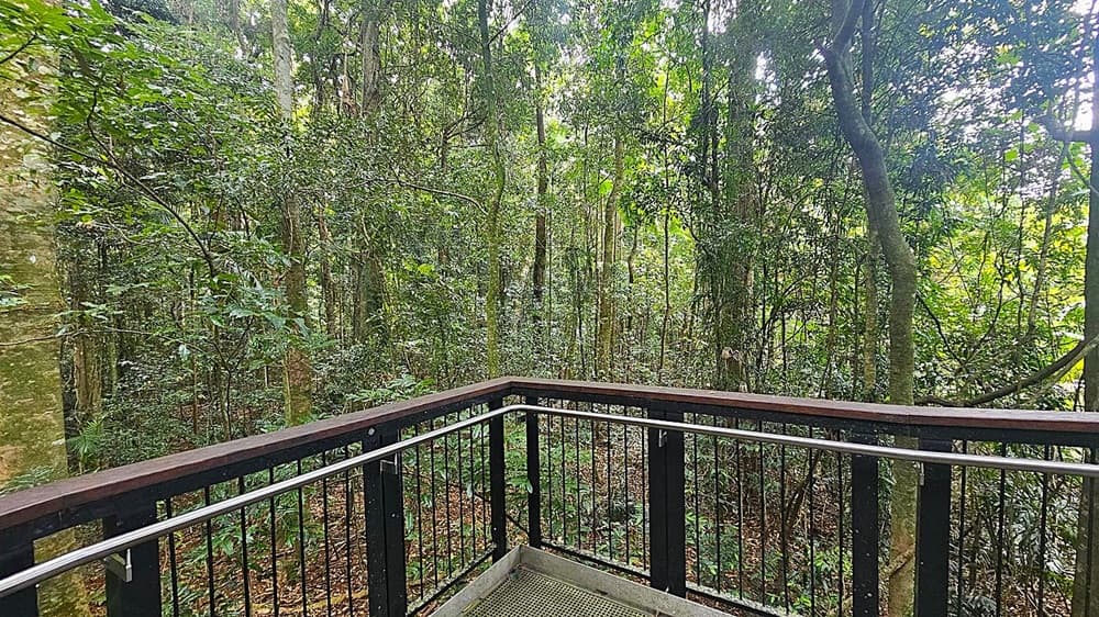 A dense forest with tall trees and lush green foliage. In the foreground, a wooden and metal railing forms a corner, suggesting a viewing platform or walkway. The forest floor is covered with leaves and undergrowth. The trees are closely packed, with varying shades of green and brown, creating a rich, natural tapestry. Light filters through the canopy, illuminating parts of the scene.