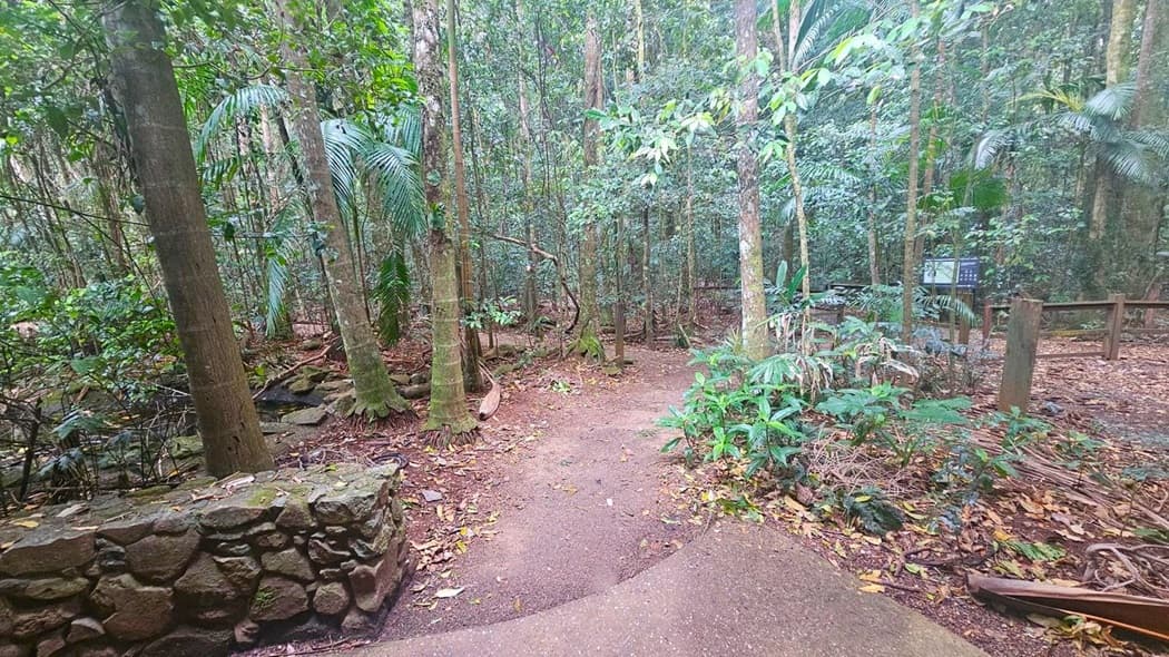A forest path surrounded by dense trees and foliage. On the left, there's a low stone wall made of irregular rocks. The path is covered with fallen leaves and leads into the forest. On the right, a wooden fence and a sign are visible among the trees. The ground is earthy, and the area is lush with greenery, including ferns and other undergrowth.