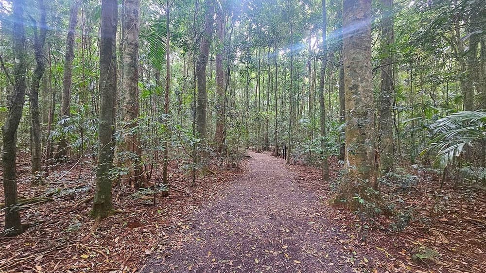 A forest scene with a dirt path running through the centre, surrounded by tall trees with thick trunks and dense green foliage. The ground is covered with dry leaves and twigs. Sunlight filters through the canopy, creating a dappled light effect on the path. On the right, there are some ferns and smaller plants. The background is filled with more trees, creating a sense of depth and seclusion.