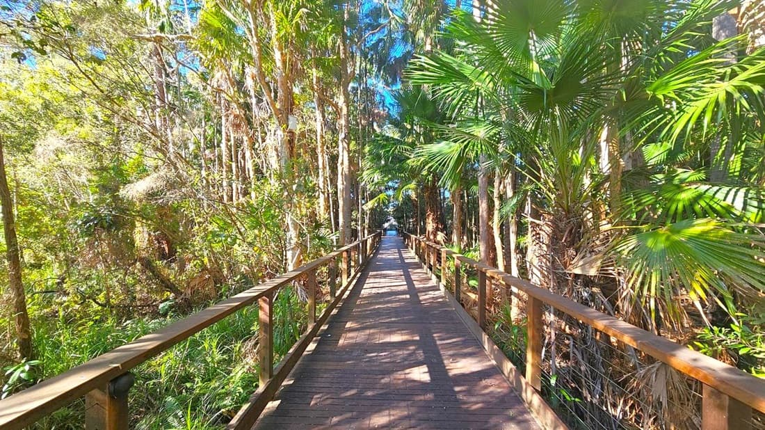 A wooden boardwalk stretches into the distance, flanked by dense tropical vegetation. On the left, tall trees with slender trunks and sparse foliage create a light canopy. On the right, lush green palm fronds and thick undergrowth dominate the scene. Sunlight filters through the leaves, casting intricate shadows on the path. The boardwalk has wooden railings on both sides, and the path leads towards a more open area in the background.