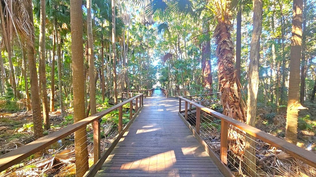 A wooden boardwalk stretches into the distance, flanked by tall trees with slender trunks and dense foliage. The boardwalk has railings on both sides, and sunlight filters through the leaves, casting dappled shadows on the path. The surrounding forest floor is covered with fallen leaves and undergrowth. The scene is lush and green, with a mix of light and shadow creating a serene atmosphere.