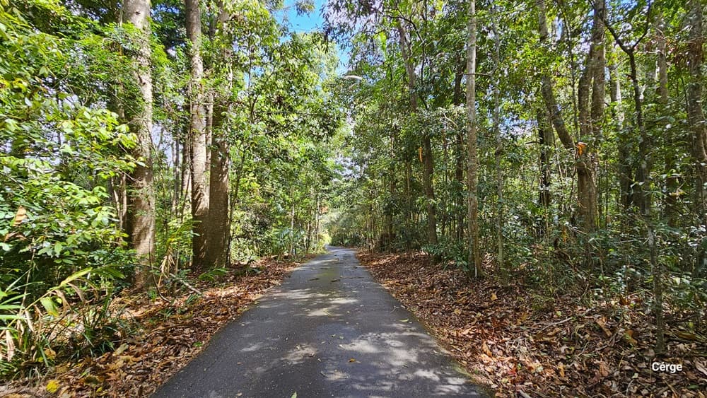 Arriving at Narrow Escape, you'll encounter a distinctive sign proudly displaying "Narrows Escape Luxury Rainforest Retreat" at the edge of a meandering road leading to the retreat. The sign, designed to resemble a small house, is situated within a landscaped area adorned with tall banana fig plants and other ornamental greenery. The pathway is gracefully bordered by shrubs and trees, welcoming you to the retreat.
