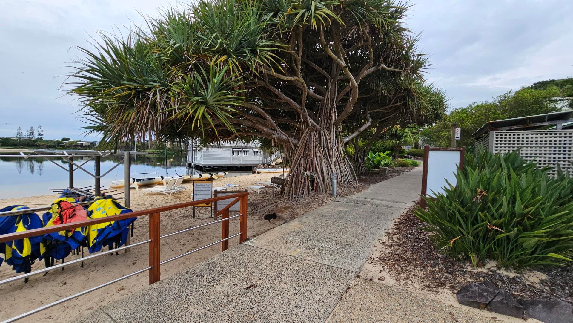 A sandy path leads to a large tree with exposed roots on the right. To the left, there are racks with colourful life jackets and a calm body of water with a small building on stilts. A paved walkway runs alongside the tree, bordered by lush green plants. A blank signboard is visible near the path.