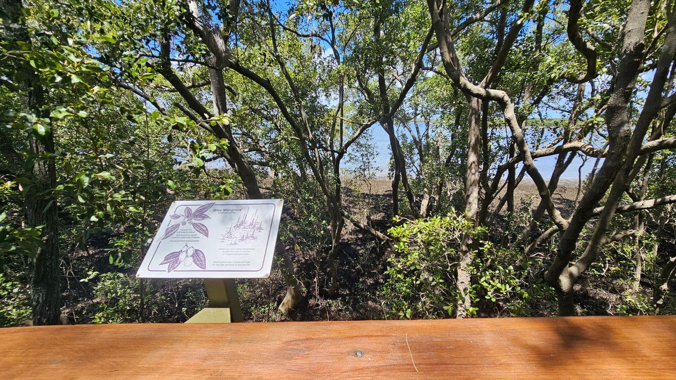 Dense mangrove trees with twisting branches and green leaves fill the background. A wooden railing runs across the foreground. On the left, a sign titled "Grey Mangrove" displays illustrations and information about the plant. Through the trees, a glimpse of water is visible in the distance. The scene is well-lit, suggesting a sunny day.