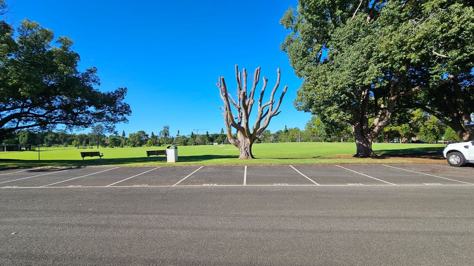 An empty car park with marked spaces in the foreground. In the middle, a large, leafless tree stands prominently on a grassy field. To the left and right, there are green trees with dense foliage. A white vehicle is partially visible on the right. Benches and a bin are positioned near the tree, and more trees are visible in the background.