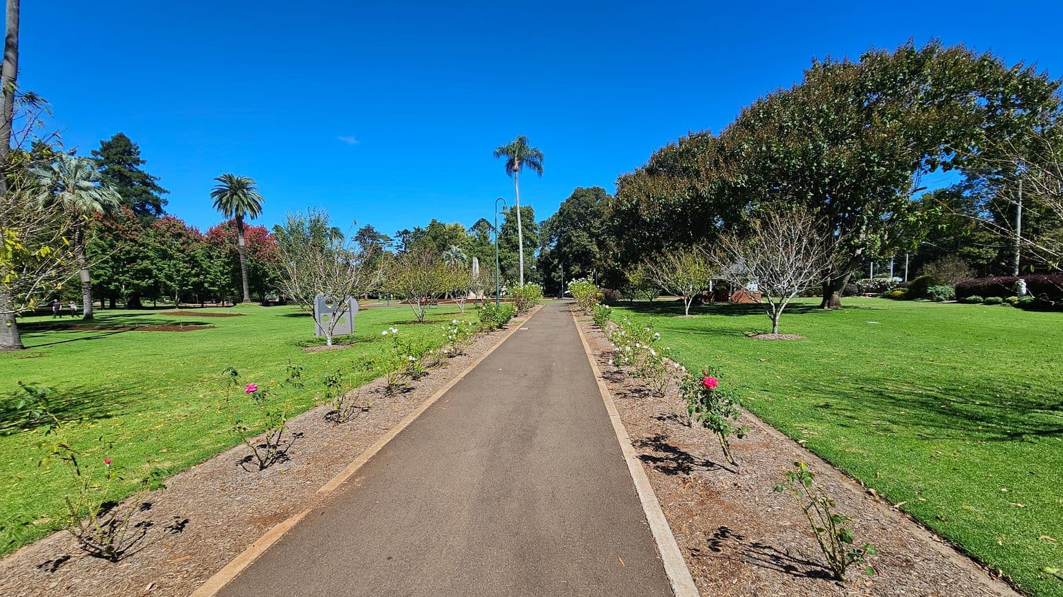 A paved path runs through the centre of a park, bordered by small rose bushes with a few pink and white blooms. On the left, there are tall palm trees and a variety of other trees with dense foliage. On the right, more trees and manicured grass are visible. In the background, the path continues into the distance, flanked by more greenery and a few lamp posts. The sky is clear and blue.