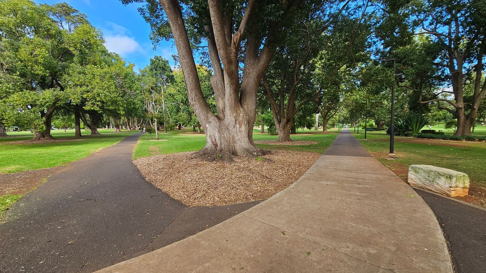 A park scene with a large tree in the centre, surrounded by mulch. Two paths diverge around the tree; the left path is darker and curves gently, while the right path is lighter and straight, lined with black lampposts. The ground is grassy with scattered trees in the background. A stone bench is visible on the right near the path.