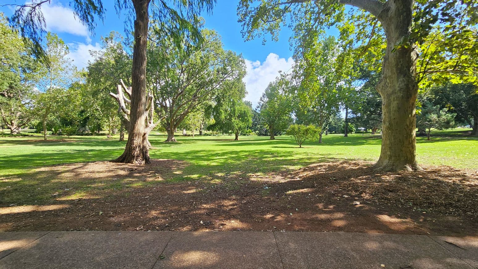 A park scene with a concrete path in the foreground. The ground is covered with grass and patches of soil. Large trees with thick trunks and green foliage are scattered throughout the area. Sunlight filters through the leaves, creating dappled shadows on the ground. In the background, more trees and shrubs are visible, adding depth to the landscape. The sky is bright and clear.