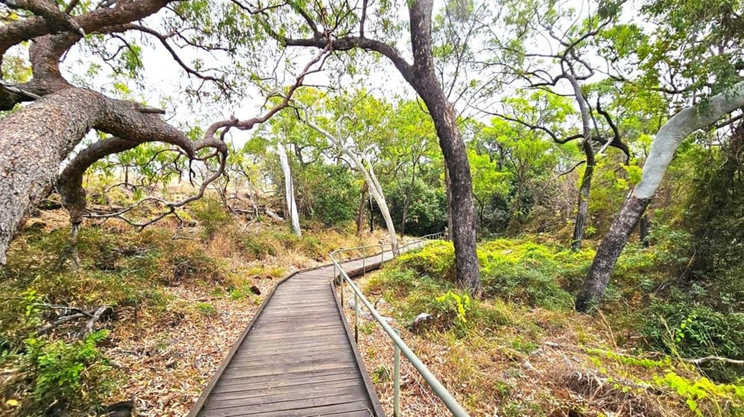 A wooden boardwalk with metal railings winds through a forested area. On the left, large trees with twisted branches extend over the path, their bark textured and dark. The ground is covered with dry leaves and sparse undergrowth. On the right, more trees and dense green foliage create a lush environment. The boardwalk leads into the distance, surrounded by the natural landscape.
