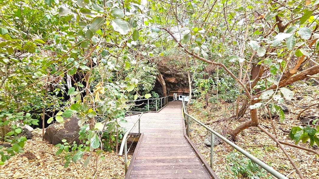 A wooden walkway with metal railings leads through a dense forest area. On both sides, there are numerous trees and shrubs with green leaves. The path extends towards a dark cave entrance in the background. The ground is covered with dry leaves, and the area appears to be a natural setting.