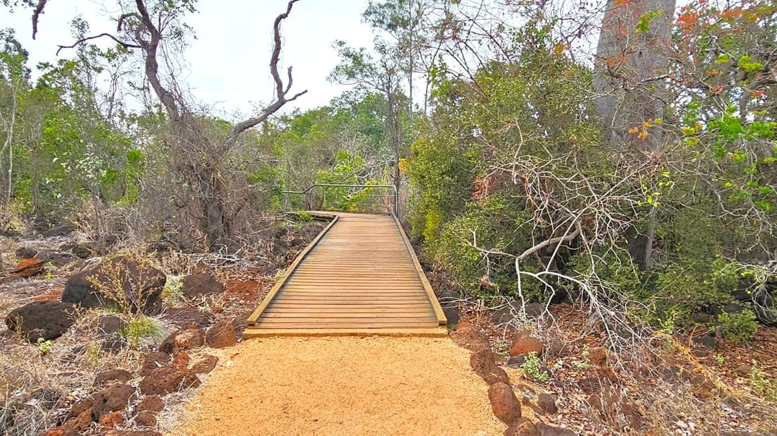 A wooden boardwalk extends through a dense, dry forest area. On the left, there are sparse trees with twisted branches and dry underbrush. On the right, the vegetation is thicker, with more green foliage and some bare branches. The ground is covered with dry leaves and rocks, and the boardwalk is bordered by a gravel path. The scene is natural and rustic, with a mix of greenery and dry elements.