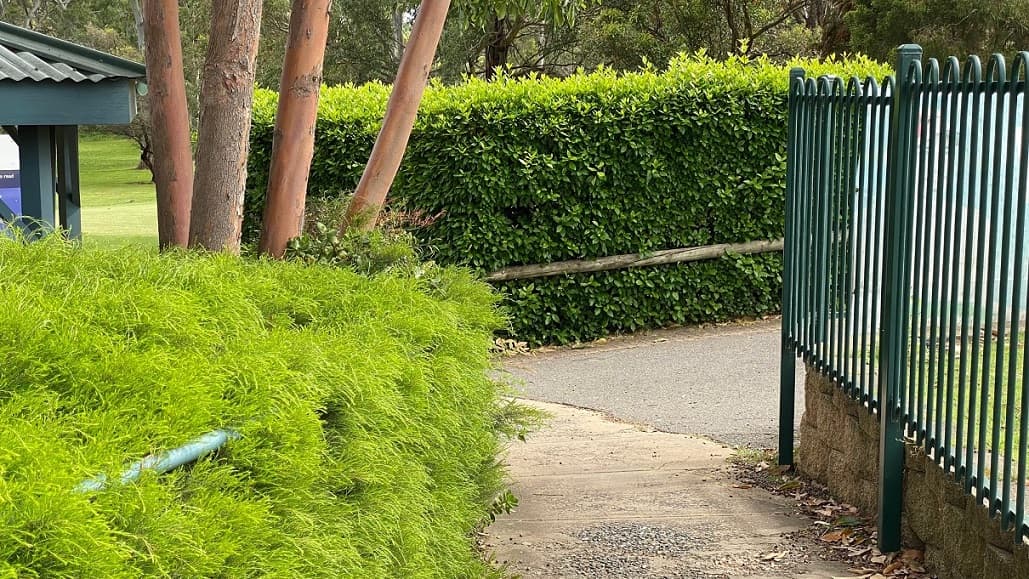 The narrow asphalt pathway has a grass hedge to the left as well as a tree, and a green-painted metal fence to the right. The ground is littered with dry leaves.