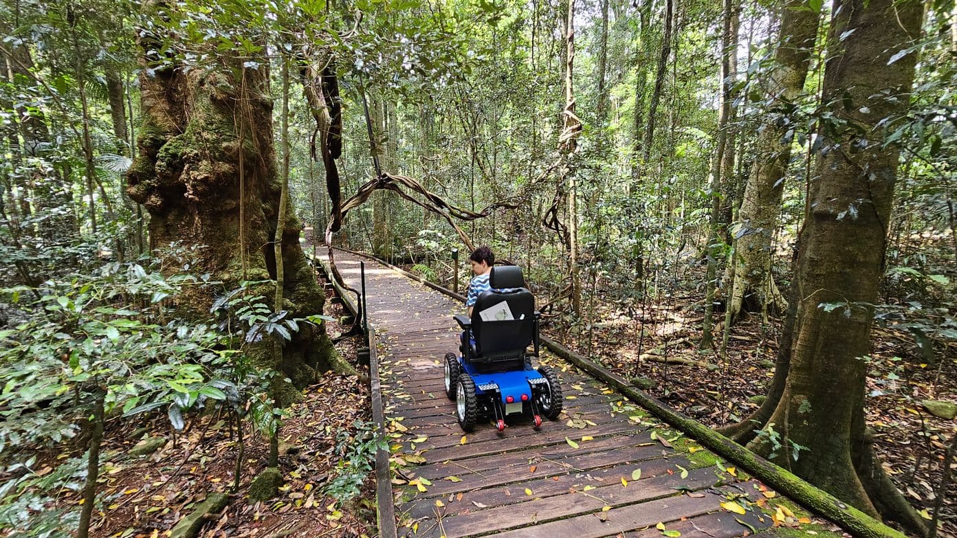 A person in a blue mobility scooter is on a wooden boardwalk surrounded by dense forest. The boardwalk is covered with scattered leaves. On the left, a large, moss-covered tree trunk is visible, while on the right, there are several tall trees with thin trunks. Vines and foliage create a lush, green canopy overhead, and the forest floor is covered with leaves and undergrowth.