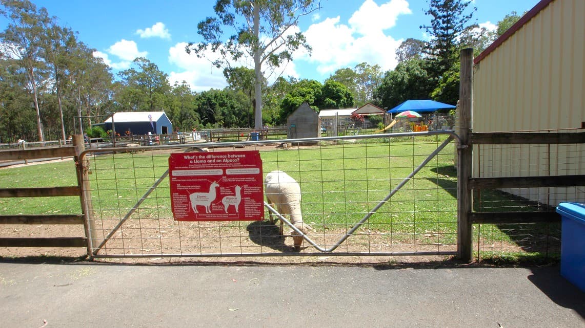 At the entrance to the animal enclosure, an alpaca is feeding. The entrance gate is a red signage telling the difference between a llama and alpacas, The signage is written in white. The signage has a llama and an alpaca drawn to show the difference. The llamas are portrayed as being larger than the alpacas. A blue trash can stands right next to the entrance enclosed shed.