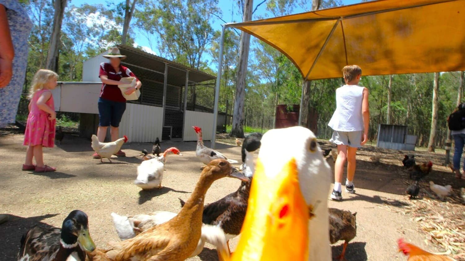 The bird aviaries have ducks, geese and chicken. A lady is feeding the birds as a young baby girl looks on. There are different breeds of ducks in the bird aviaries. Inside the bird aviaries is a pergola where the chicken get some shade on a sunny day and where they eat from. There is a chicken coop inside the bird aviaries that are covered in grey iron sheets. A black water tank is also in the middle of the bird aviaries. Surrounding the bird aviaries are many trees.