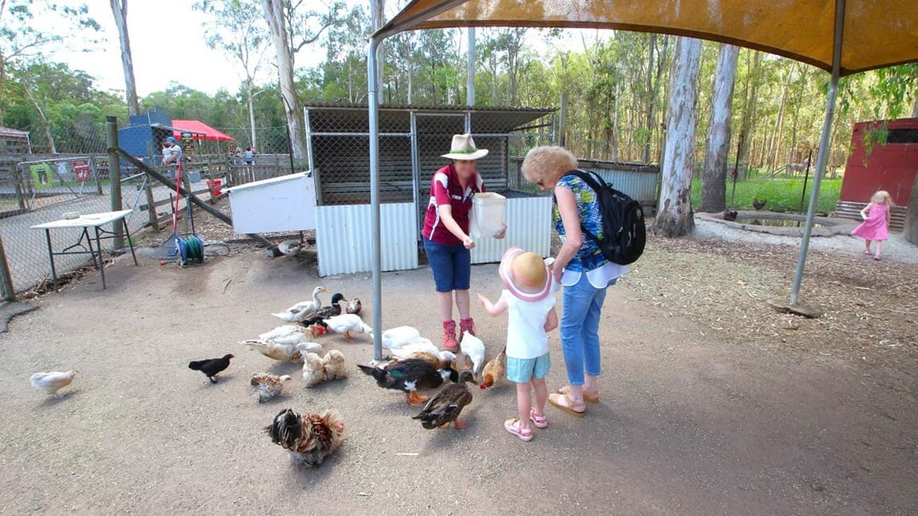 There is a chicken enclosure at the White Ridge Farm that is fenced with wire mesh. The birds are being fed by visitors. A female guide is handing some chicken feed to a child and her mother to feed the birds. There is a water hole at the furthest corner of the birds’ enclosure for the birds and the ducks to swim. The enclosure also has a pergola covered with a creamish net that acts as a shaded area.
