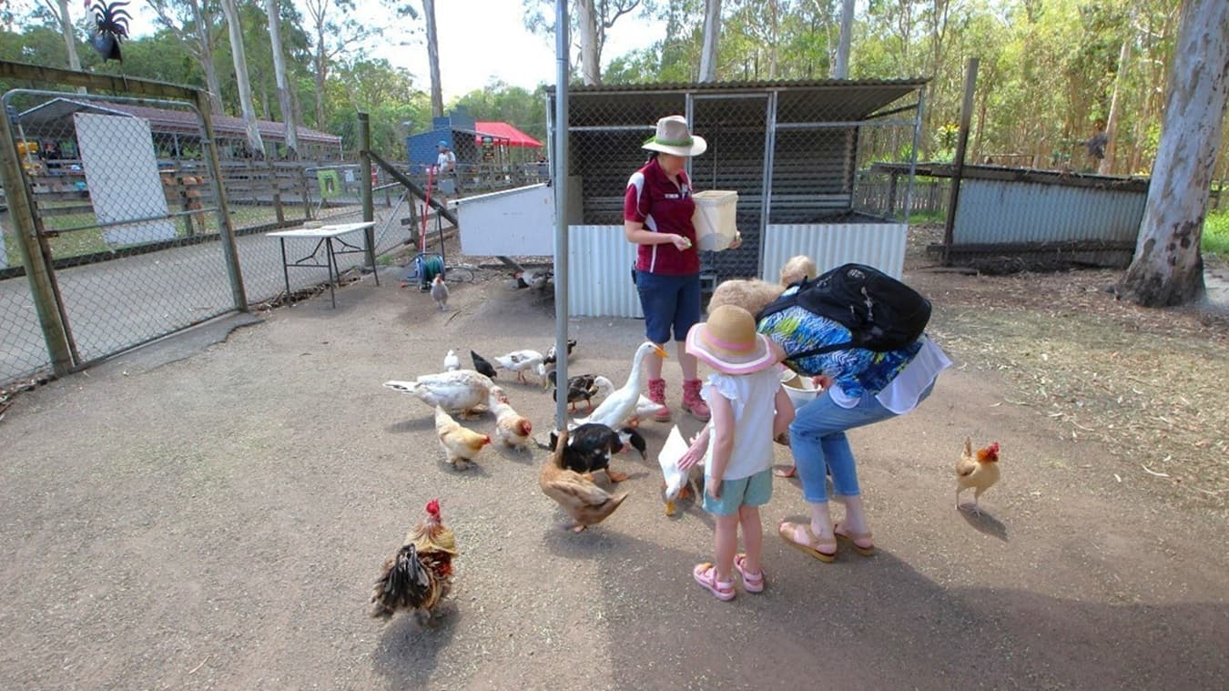 At the bird aviaries’ enclosure are three people. A guide helps the two people, mother and daughter to feed the birds. She is holding a white container with chicken feed to feed the chickens. There are a variety of birds in the enclosure including different duck breeds band chicken breeds. A feeding area for the birds is attached to the chicken coop. The birds’ enclosure is fenced with wire mesh to keep the birds inside. A large tree with grey bark is at the furthest corner of the enclosure.