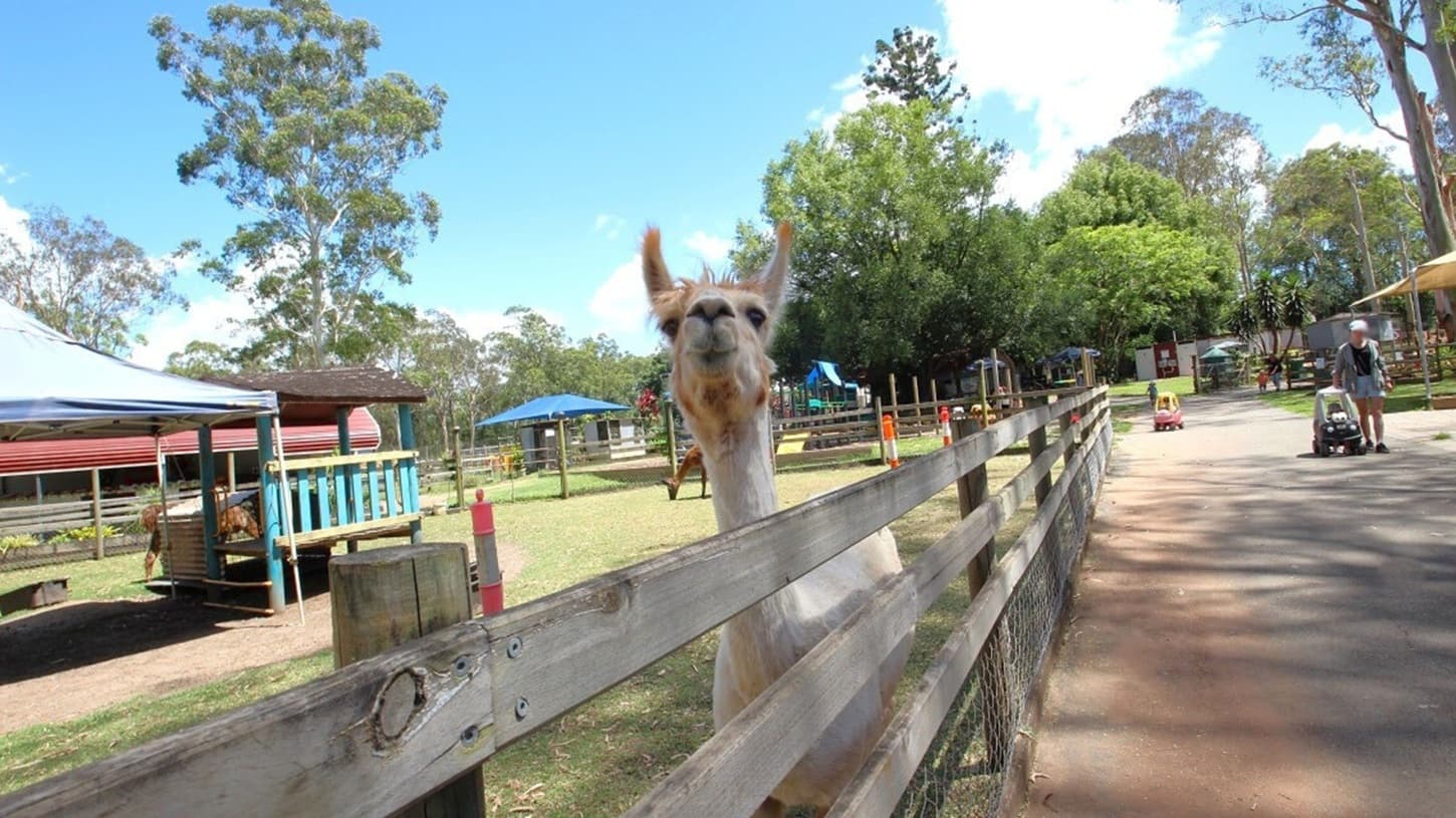 At the toddler’s play area is an animal enclosure for the Llamas from where visitors can feed them. The enclosure is fenced with a wooden fence and wire mesh at the bottom. Three is a cemented pathway around the enclosure for visitors. Opposite the animal enclosure is the resting area for the visitors coming to the White Ridge Farm. The enclosure has a large blue-roofed tent and a small resting area covered with a small blue umbrella.