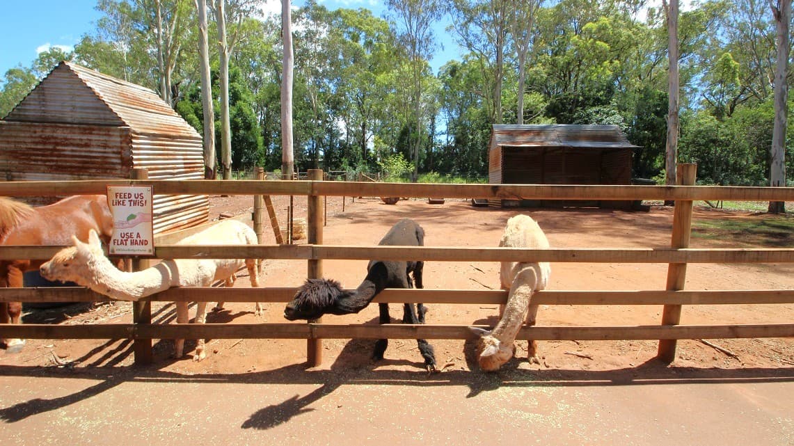 Further into the interactive animal area is an animal enclosure with three young alpacas and a brown pony. The brown pony is in a different enclosure from the Alpacas. On the animal enclosure is a signage that reads, “Feed us like this!” and proceeds to show a person’s flat hand with some food on it. At the end of the enclosure is an animal shed made with rusted iron sheets and feeding troughs.