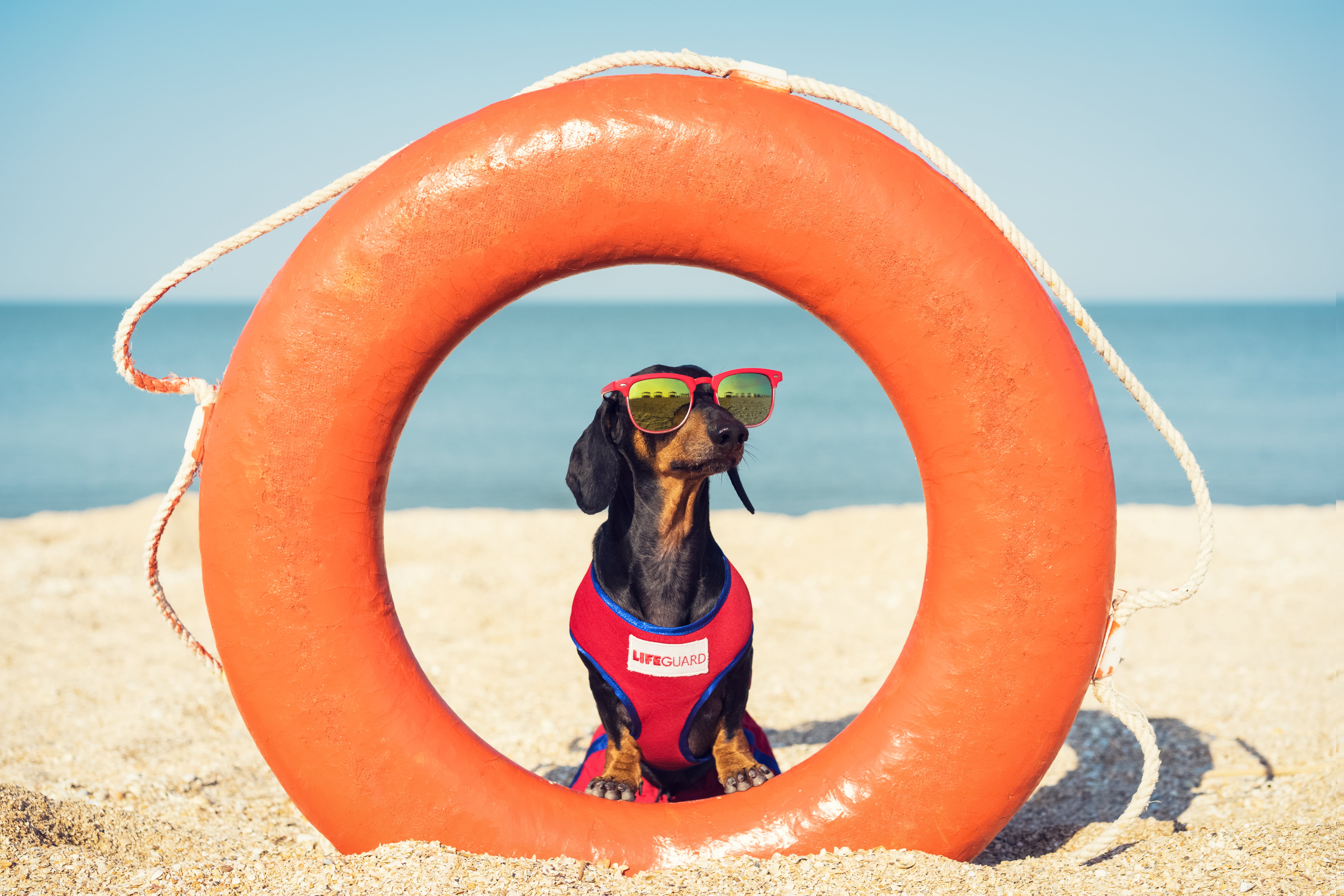 Ok, so this picture is just a lot of fun.  A small dachshund dog is wearing a small red vest that says lifeguard.  The puppy is standing inside an upright orange lifesaving ring as well as wearing an oversize pair of sunglasses.  The image can only make you smile as it is super cute.  The image is trying to reflect the fun and happy culture at Cérge.  The white sandy beach with blue ocean and sky is in the background.
  To enhance our alttext, email alttext@cerge.app with suggestions.